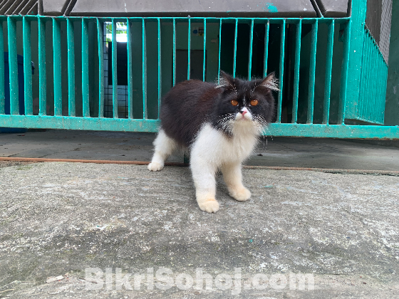 Parsiyan Cat Female